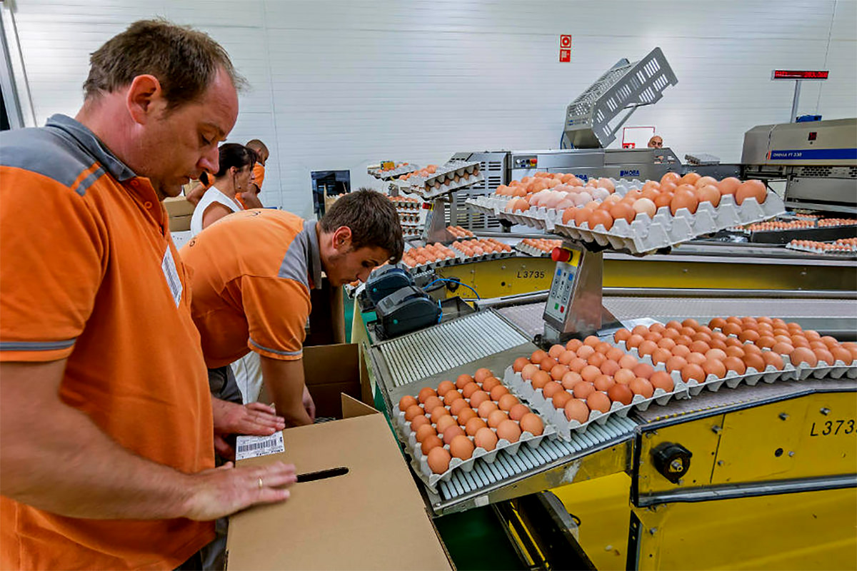 Empleos en Avicolas para Empacado de Huevos | con/sin experiencia + de 54 vacantes|